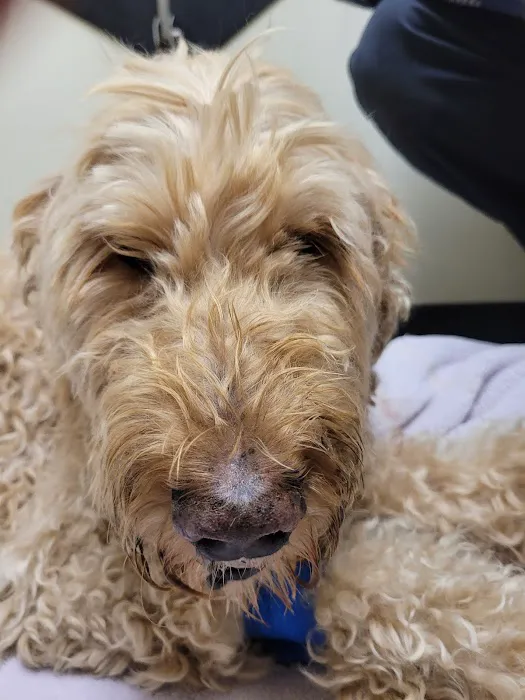 Vetco Total Care Animal Hospital Picture 6
