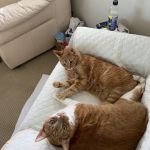 Lomita Pet Hospital