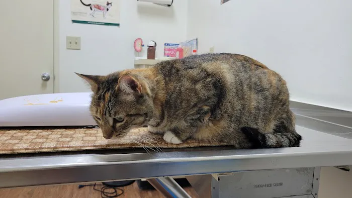 Lomita Pet Hospital Picture 3