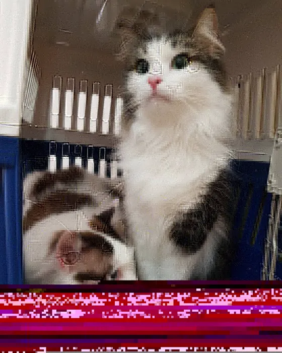 Lomita Pet Hospital Picture 8