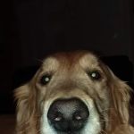 Arcadia Animal Hospital