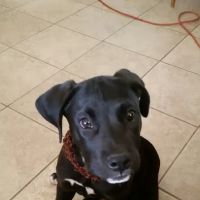 Palm Plaza Pet Hospital ico