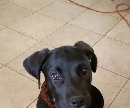 Palm Plaza Pet Hospital