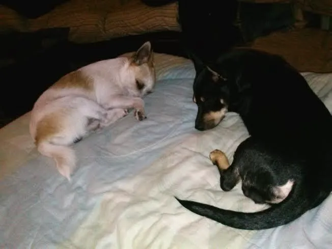 Palm Plaza Pet Hospital Picture 8