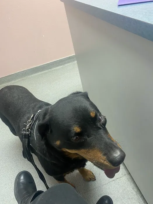Palm Plaza Pet Hospital Picture 7