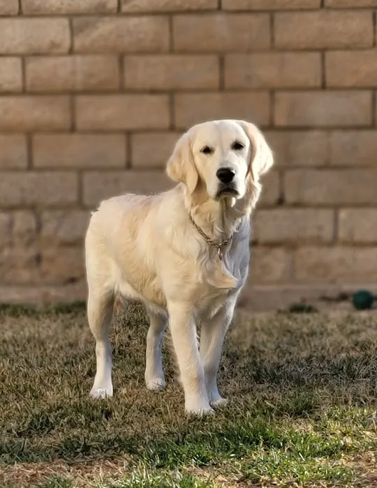 High Desert Animal Care Hospital Picture 3