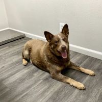 High Desert Animal Care Hospital ico