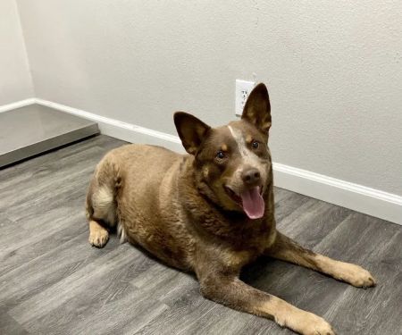 High Desert Animal Care Hospital