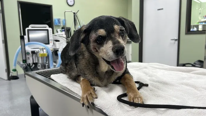 Greater Good Veterinary Care Picture 3