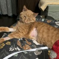 Greater Good Veterinary Care ico