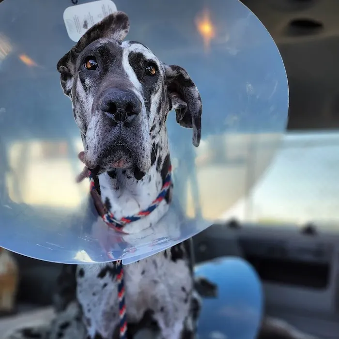North Valley Veterinary Center And Boarding Picture 6