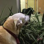 Washington Boulevard Animal Hospital