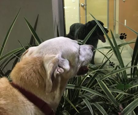 Washington Boulevard Animal Hospital