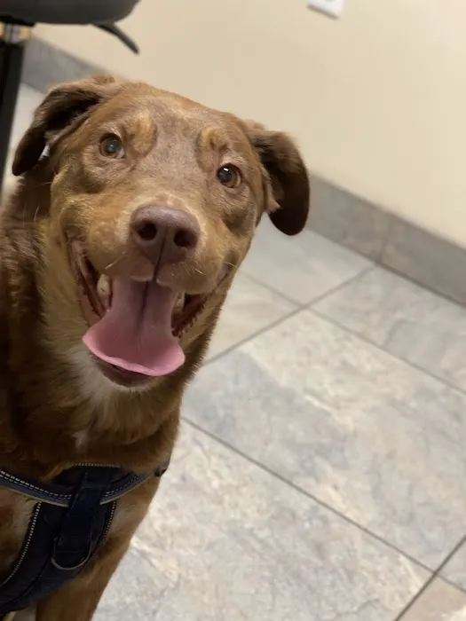 Washington Boulevard Animal Hospital Picture 4