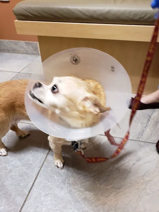 Washington Boulevard Animal Hospital Picture 9
