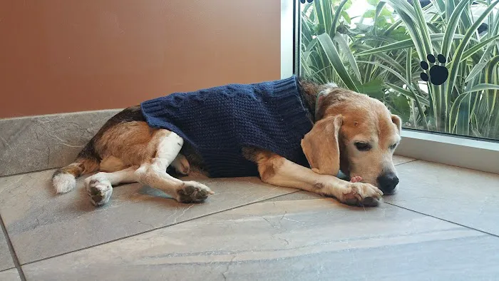 Washington Boulevard Animal Hospital Picture 7