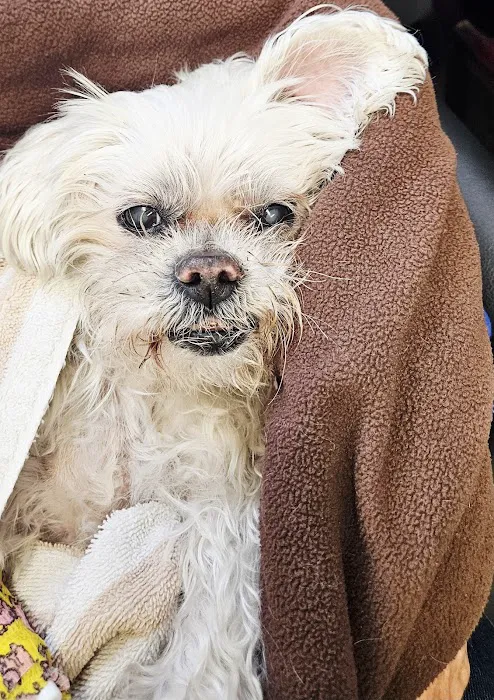 Whittier Dog and Cat Hospital Picture 1