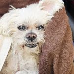 Whittier Dog and Cat Hospital