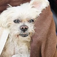 Whittier Dog and Cat Hospital ico