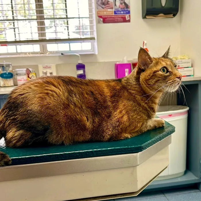Whittier Dog and Cat Hospital Picture 5