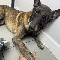 AM PM Spay & Neuter Clinic ico