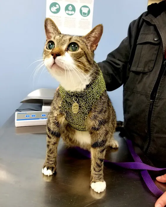 Norwalk Animal Hospital Picture 10