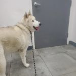 AM PM Ideal Pet Care