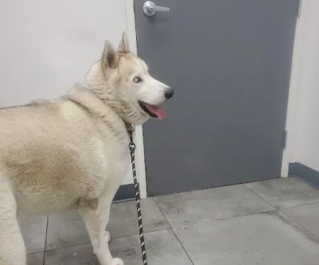 AM PM Ideal Pet Care