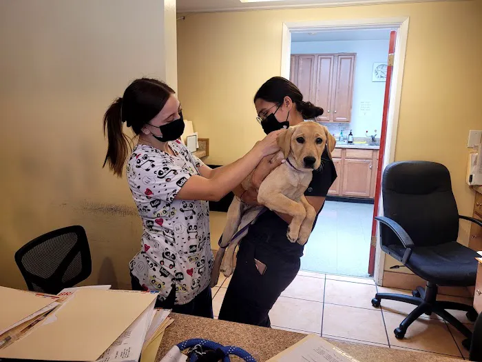Bellflower Pet Hospital & Hotel Picture 3