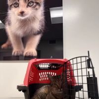 Primary Care Animal Hospital - Bixby Knolls ico