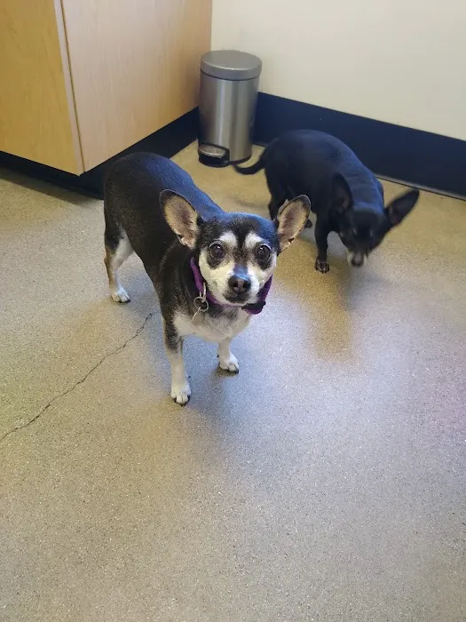 Primary Care Animal Hospital - Bixby Knolls Picture 8