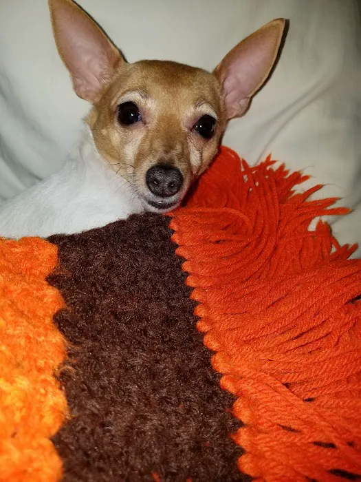 Banfield Pet Hospital Picture 4