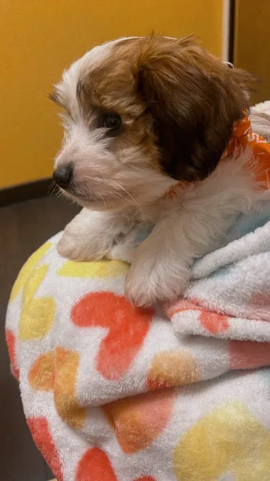 Banfield Pet Hospital Picture 6