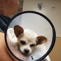 VCA Lakewood Animal Hospital ico