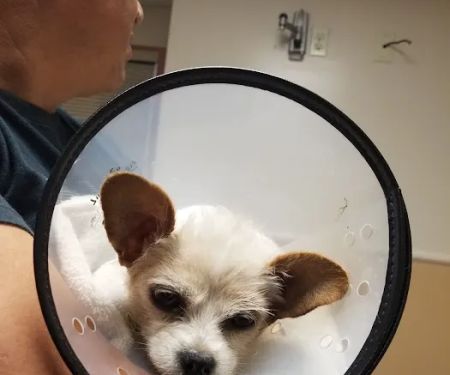 VCA Lakewood Animal Hospital