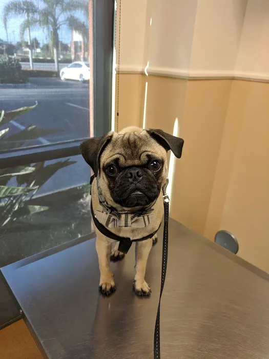 VCA Lakewood Animal Hospital Picture 10