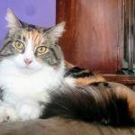 Banfield Pet Hospital
