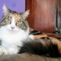 Banfield Pet Hospital ico