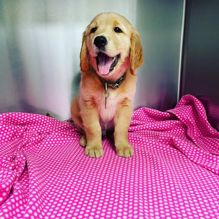 Parkview Pet Hospital - Long Beach Picture 2