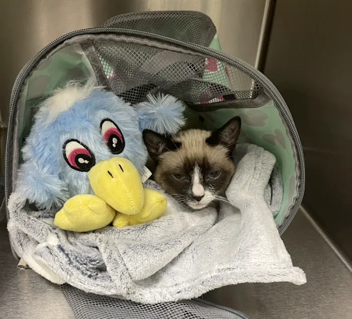 Parkview Pet Hospital - Long Beach Picture 9