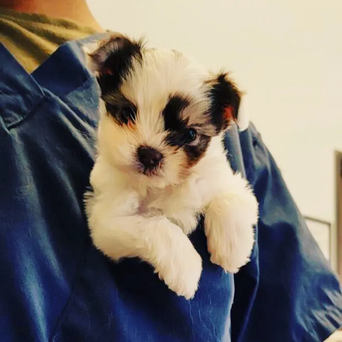 Parkview Pet Hospital - Long Beach Picture 10