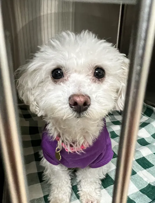 Lakewood Pet Vet Picture 8