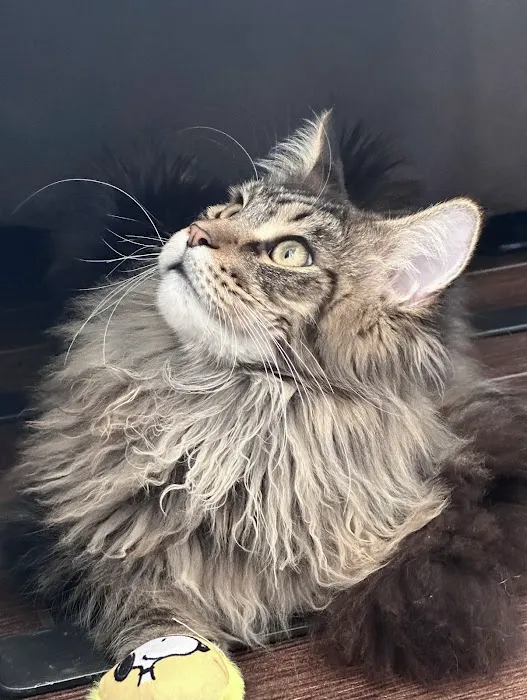 LMCooNCat Maine Coons Picture 2