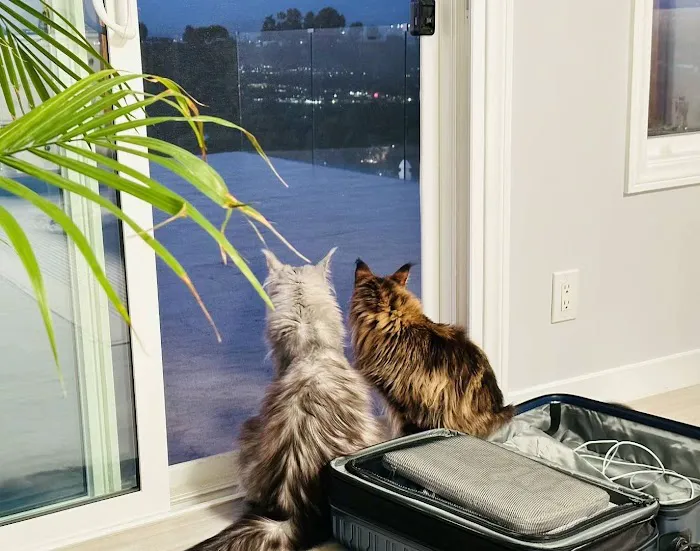 LMCooNCat Maine Coons Picture 5