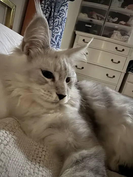LMCooNCat Maine Coons Picture 6
