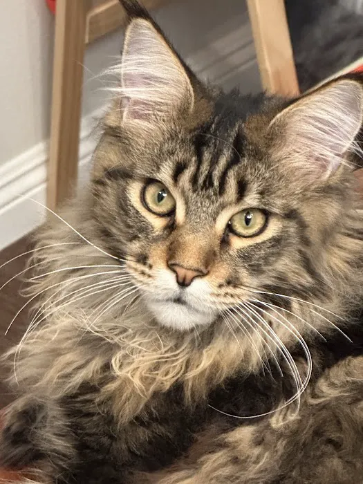 LMCooNCat Maine Coons Picture 3