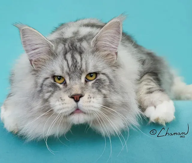 LMCooNCat Maine Coons Picture 8