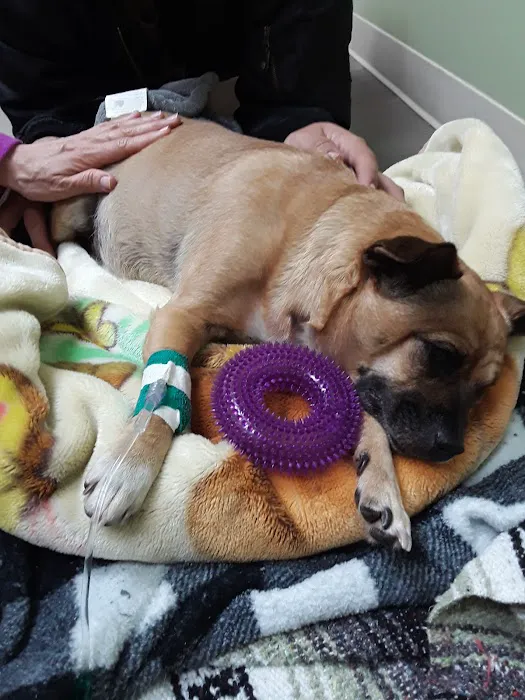 Affordable Animal Hospital Whittier Picture 1