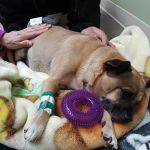 Affordable Animal Hospital Whittier