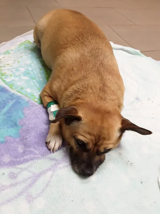 Affordable Animal Hospital Whittier Picture 7